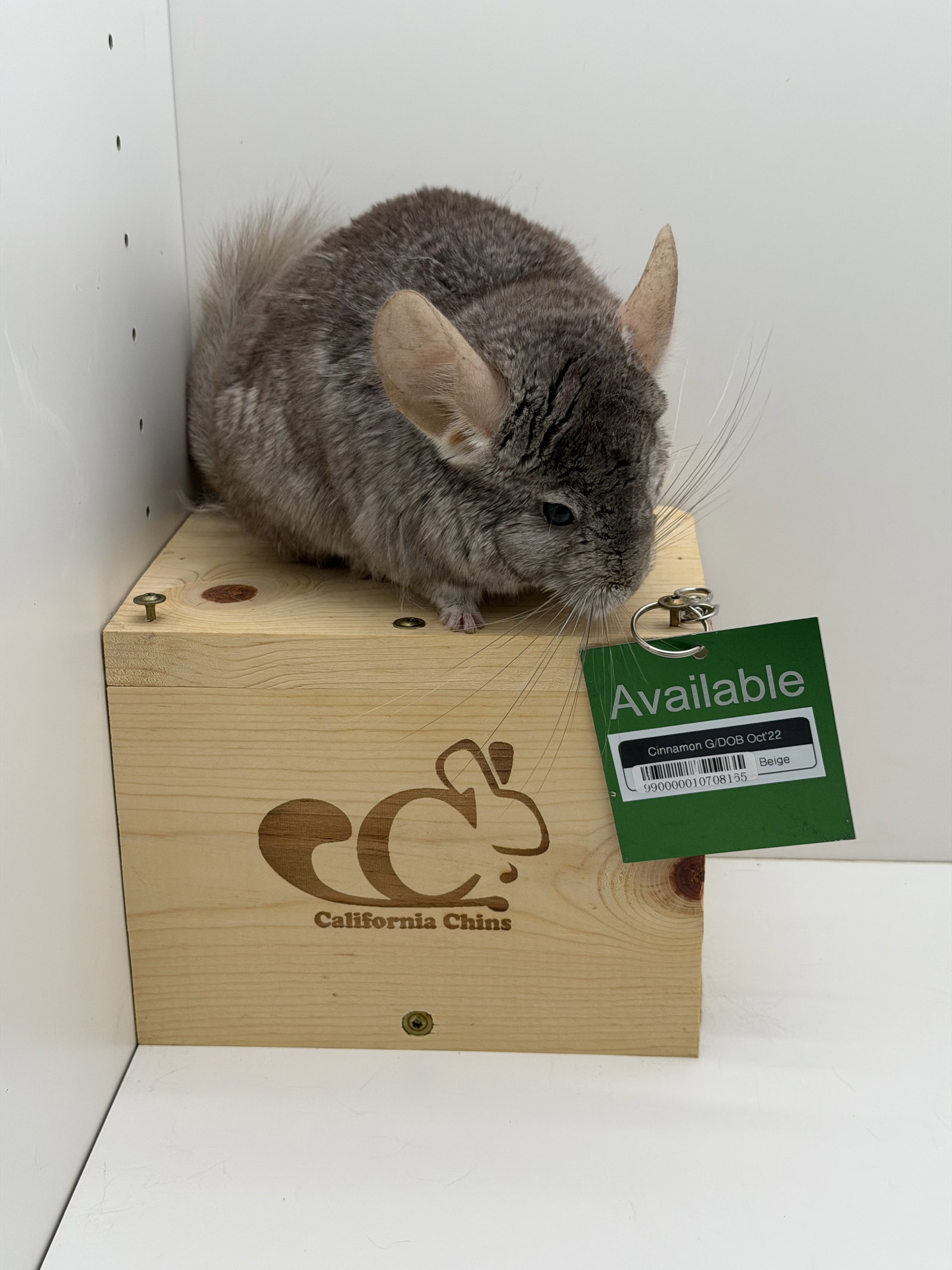 Cinnamon, photo 4