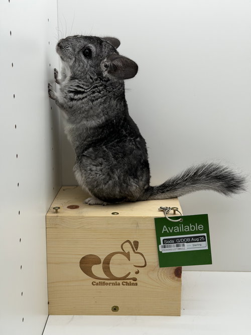 Soda, a chinchilla for adoption from California Chins