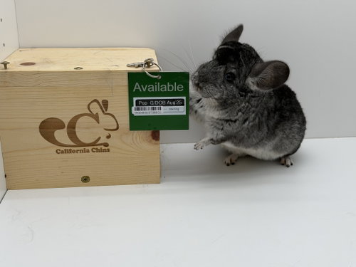 Pop, a chinchilla for adoption from California Chins