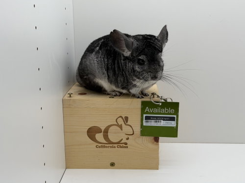 Woody, a chinchilla for adoption from California Chins