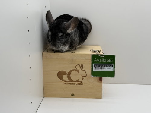 Jerry, a chinchilla for adoption from California Chins