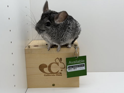 Jinx, a chinchilla for adoption from California Chins