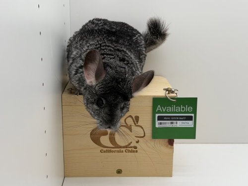 Momo, a chinchilla for adoption from California Chins