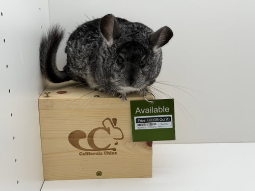 Fries, a chinchilla for adoption from California Chins