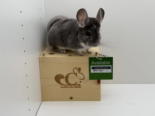 Taquito, a chinchilla for adoption from California Chins
