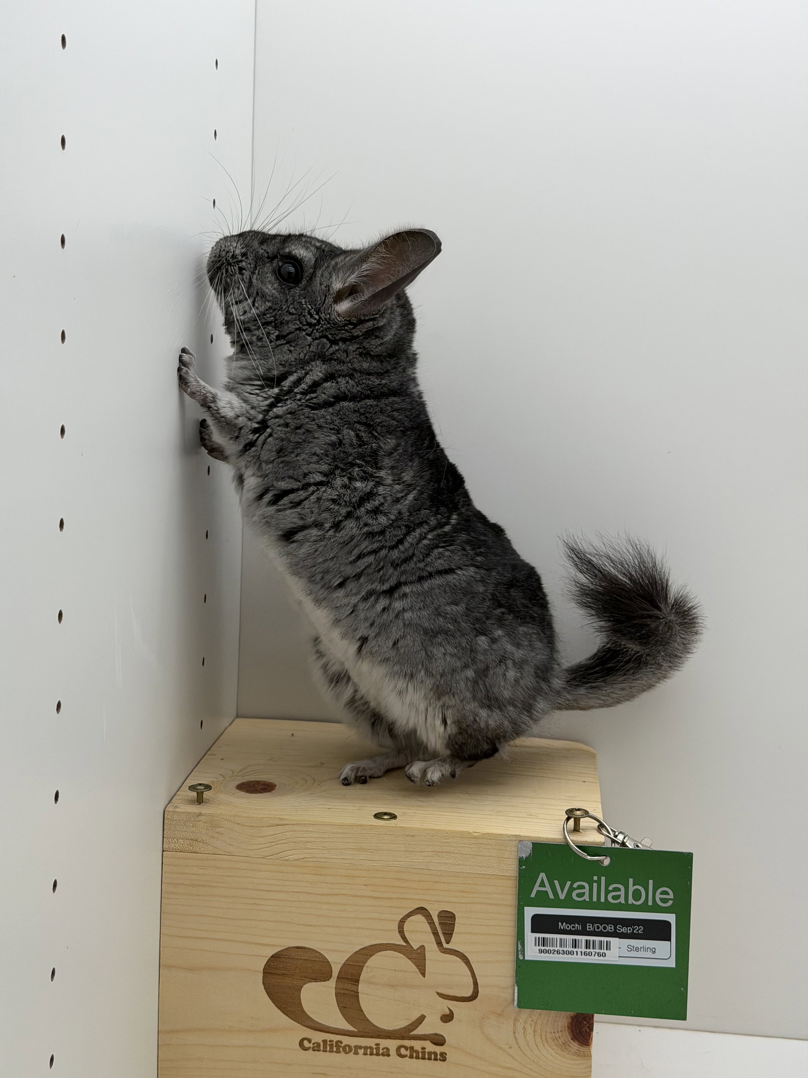 Mochi, photo 3