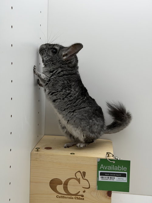 Photo 3 of Mochi