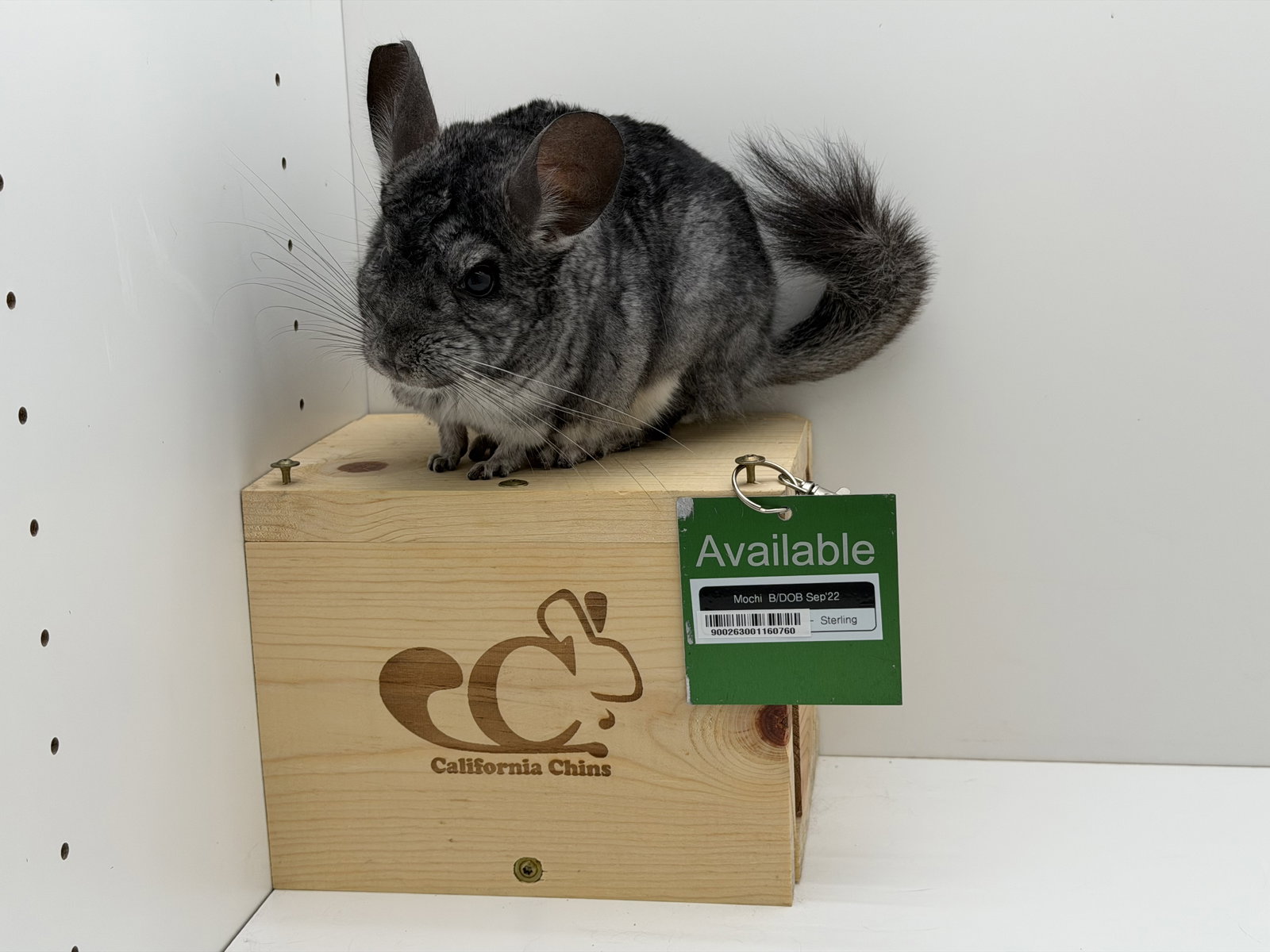 Mochi, photo 4