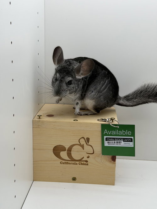 Chillis, a chinchilla for adoption from California Chins