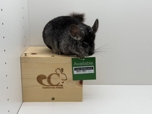 Topo, a chinchilla for adoption from California Chins