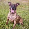 adoptable Dog in roswell, GA named Reba