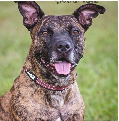REBA - American Staffordshire Terrier available for adoption