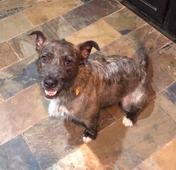 adoptable Dog in Roswell, GA named Theo Alphalpha