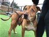 adoptable Dog in roswell, GA named Gino