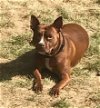 adoptable Dog in roswell, ga, GA named Brownie Blanky