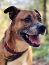 Roscoe - Photo 1