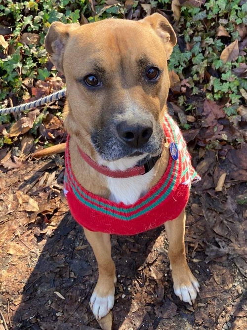 ROSCOE - Boxer / Shepherd available for adoption