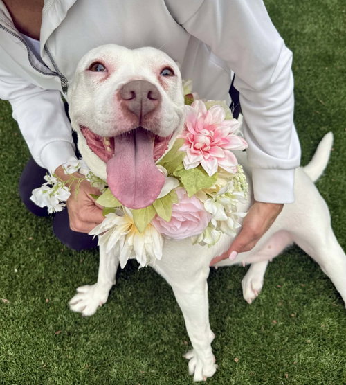 EVIE KELLER - Pit Bull Terrier available for adoption
