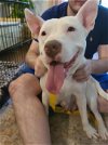 adoptable Dog in roswell, GA named Evie Keller