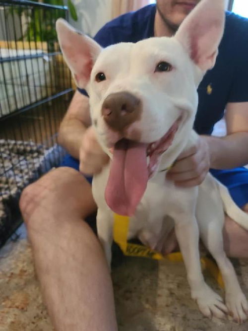picture of the dog needing adoption