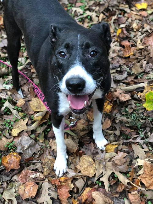 picture of the dog needing adoption