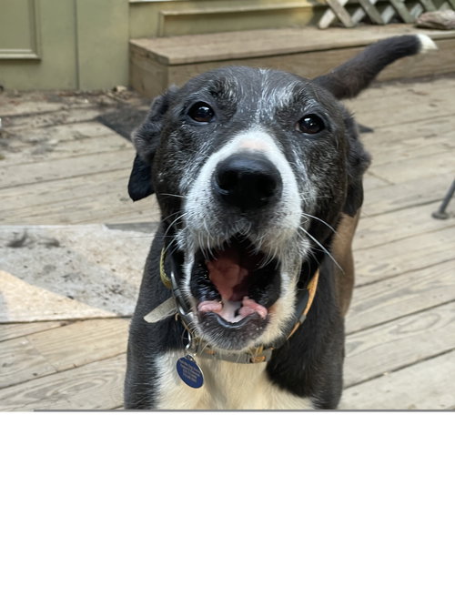 MISS P - Border Collie available for adoption