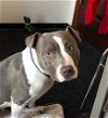 adoptable Dog in roswell, GA named Blayne Georgie