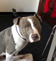 picture of the dog needing adoption