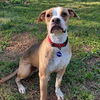 adoptable Dog in  named Everly