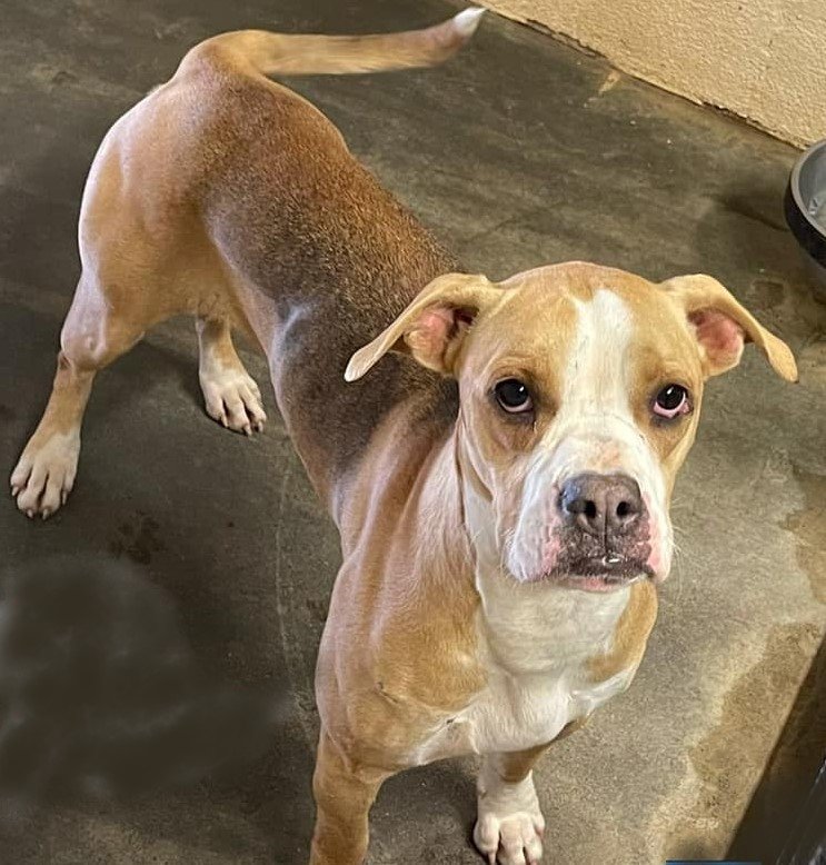 adoptable Dog in Roswell, GA named Everly