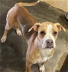 adoptable Dog in roswell, GA named Everly
