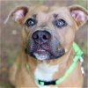 adoptable Dog in roswell, GA named Tara Heard