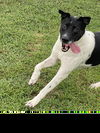 adoptable Dog in Roswell, GA named Allegra
