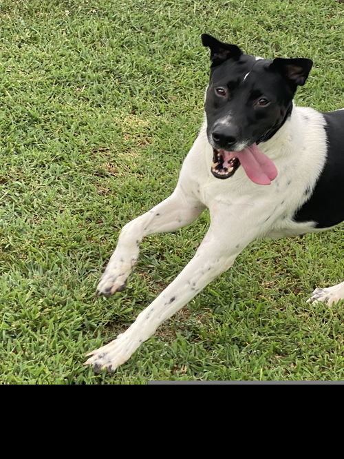 picture of the dog needing adoption