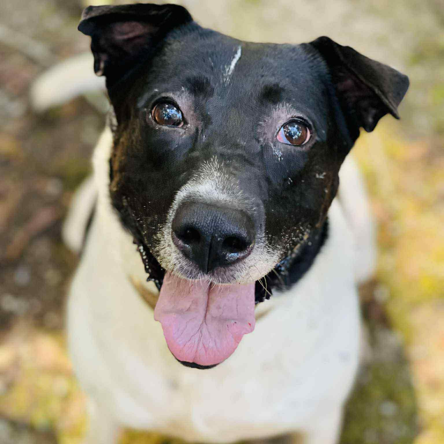 Pointer