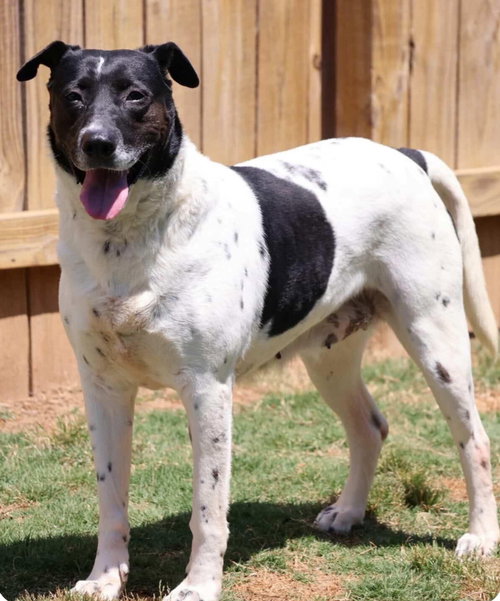 ALLEGRA - Pointer / Dalmatian available for adoption