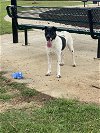 adoptable Dog in roswell, GA named Allegra