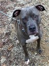 adoptable Dog in roswell, GA named Mandy Kit