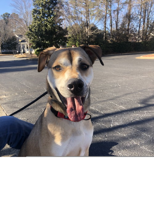 NATHANIEL - German Shepherd Dog available for adoption