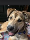 adoptable Dog in  named Nathaniel