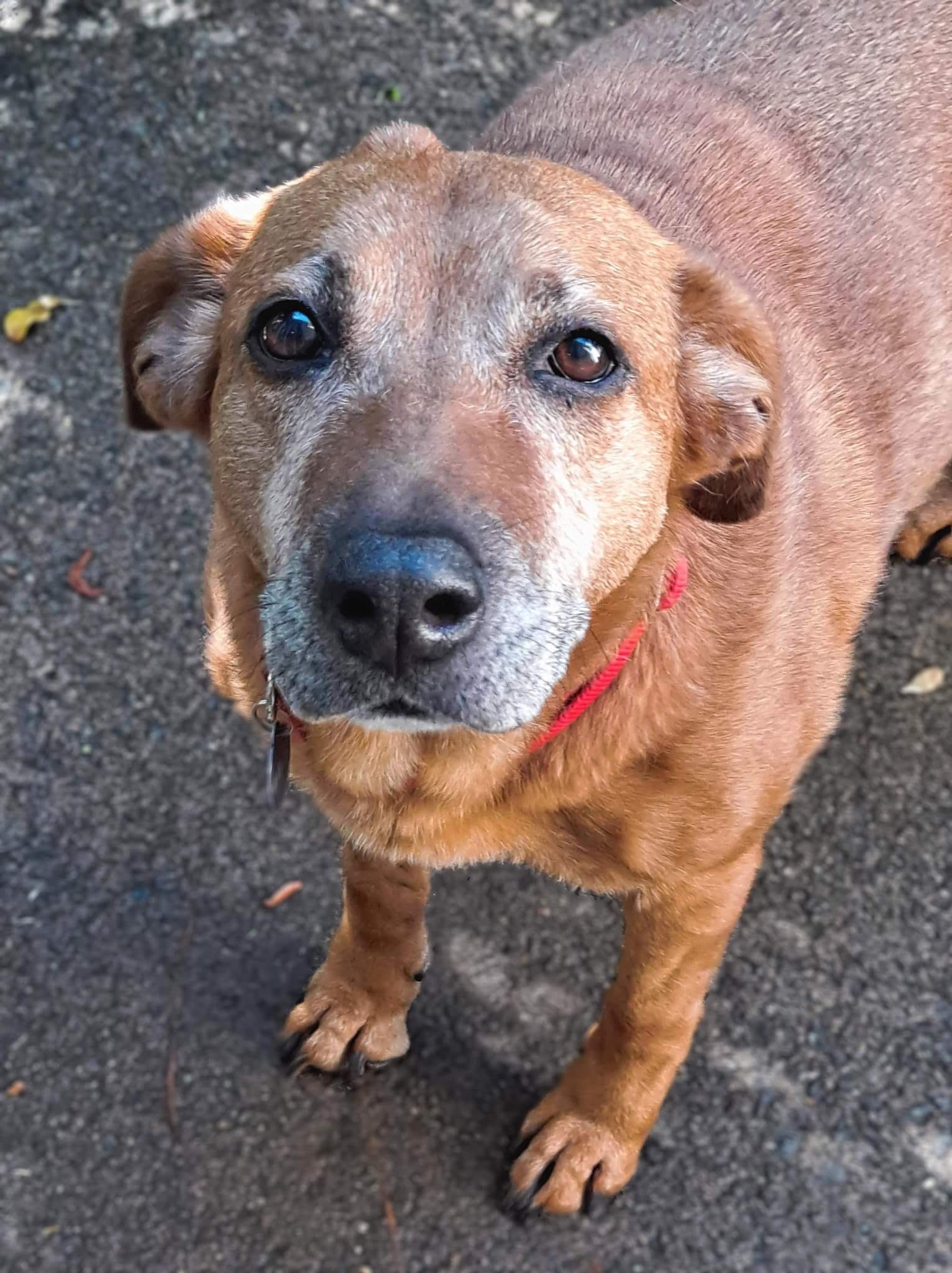 adoptable Dog in Roswell, GA named Rosetta