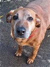 adoptable Dog in roswell, GA named Rosetta