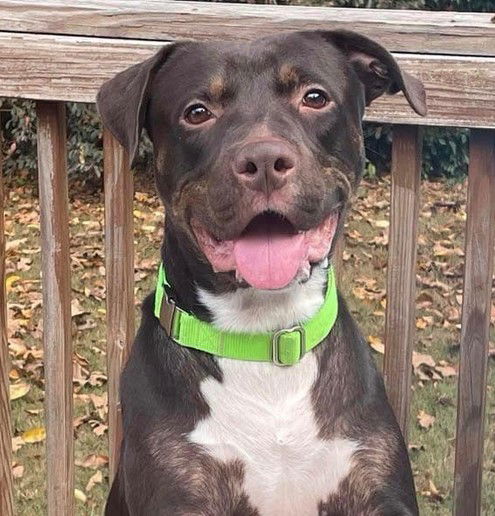 picture of the dog needing adoption