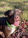 Nigel - Photo 2