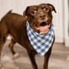 Nigel - Photo 1
