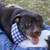 Nigel - Photo 2