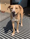 adoptable Dog in roswell, GA named Lesa