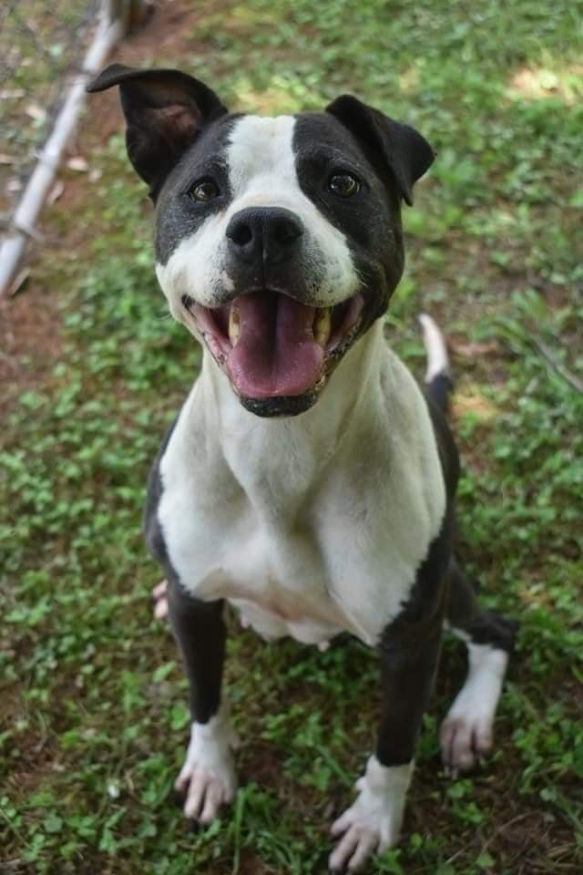 adoptable Dog in Roswell, GA named Macie