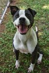 adoptable Dog in roswell, GA named Macie
