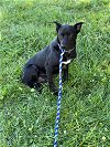 adoptable Dog in roswell, GA named Timber Walton